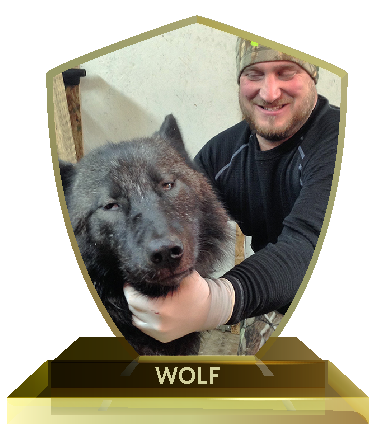 wolfhunt trophy 1 orig